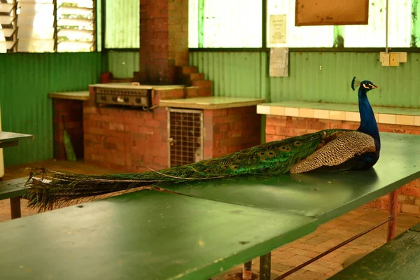 Peacock in de keuken — Stockfoto