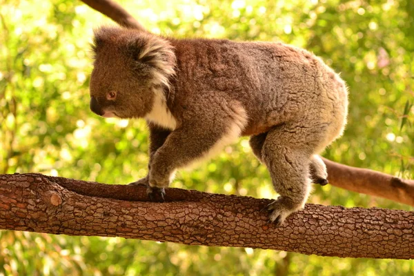 Koala läuft in der Baumkrone — Stockfoto