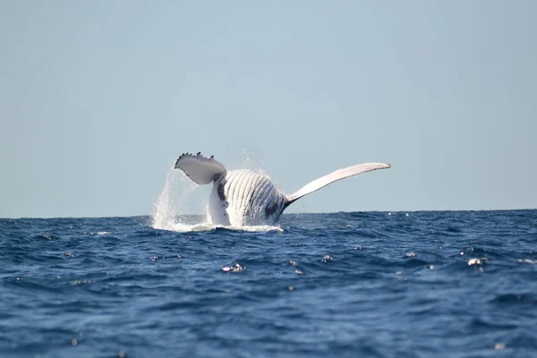 Humpback Whale Watching