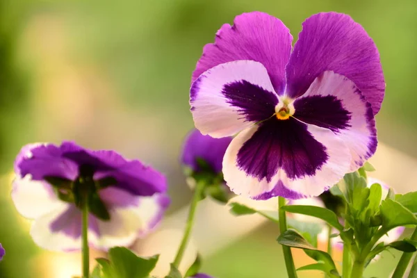 Violet viooltje bloemen Stockafbeelding