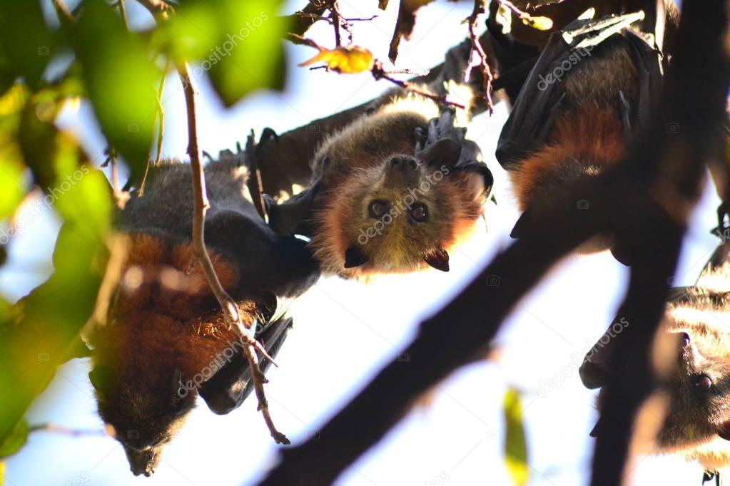Flying foxes in the tree top