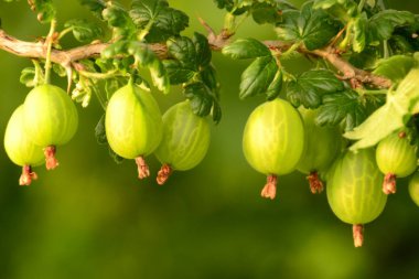 Bektaşi ağaç üzerinde