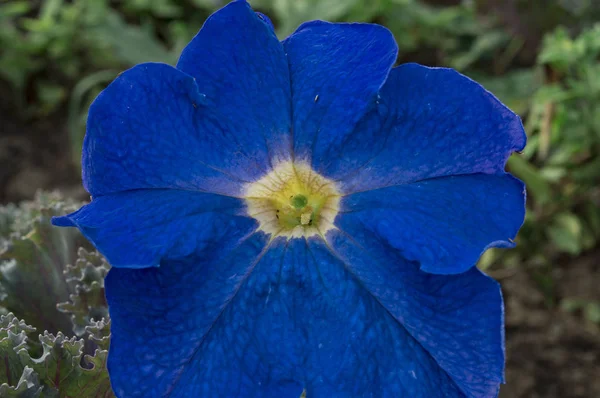 Tummansininen kukka — kuvapankkivalokuva