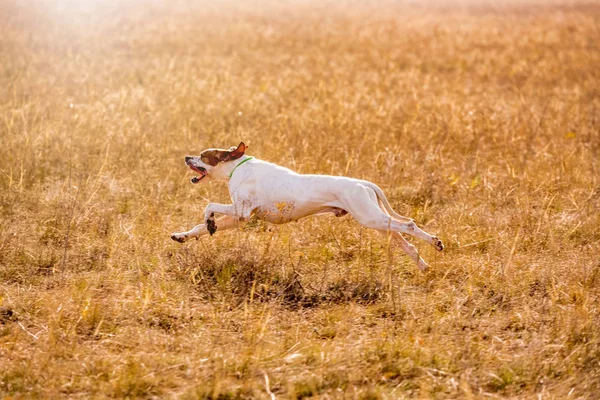 Pointer dog hunting. Dog run on field trial, outdoors.