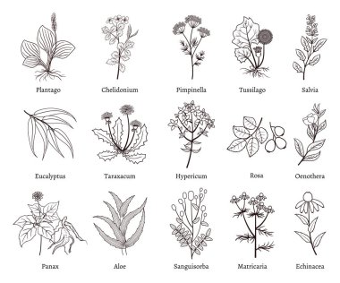 Medicinal herbs and plants doodle vector collection