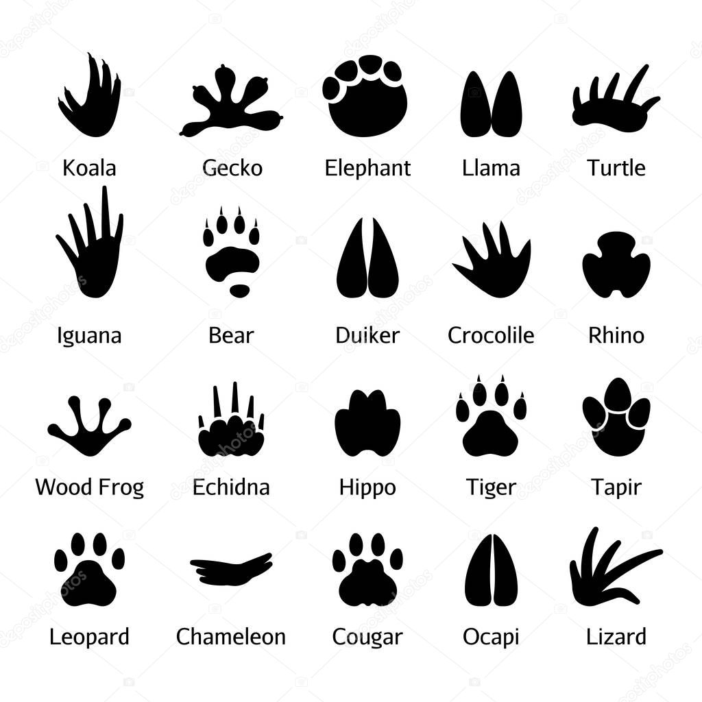 Download Animal and reptile footprints vector ⬇ Vector Image by © K3star | Vector Stock 130483912
