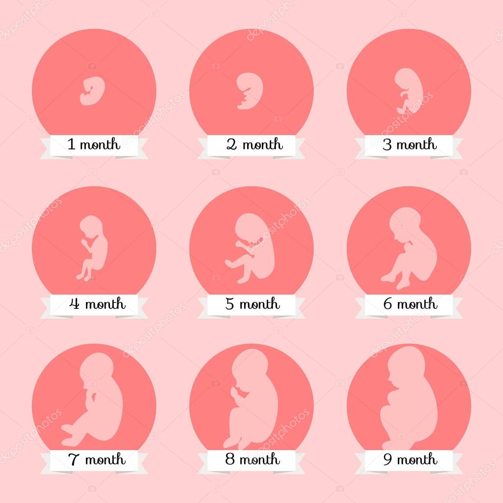 Fetal Development Stages Infographic Diagram Pregnancy Weeks Stock | The Best Porn Website