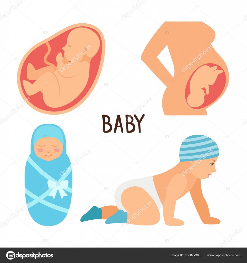Pregnancy and baby vector illustration. Fetus unborn ...