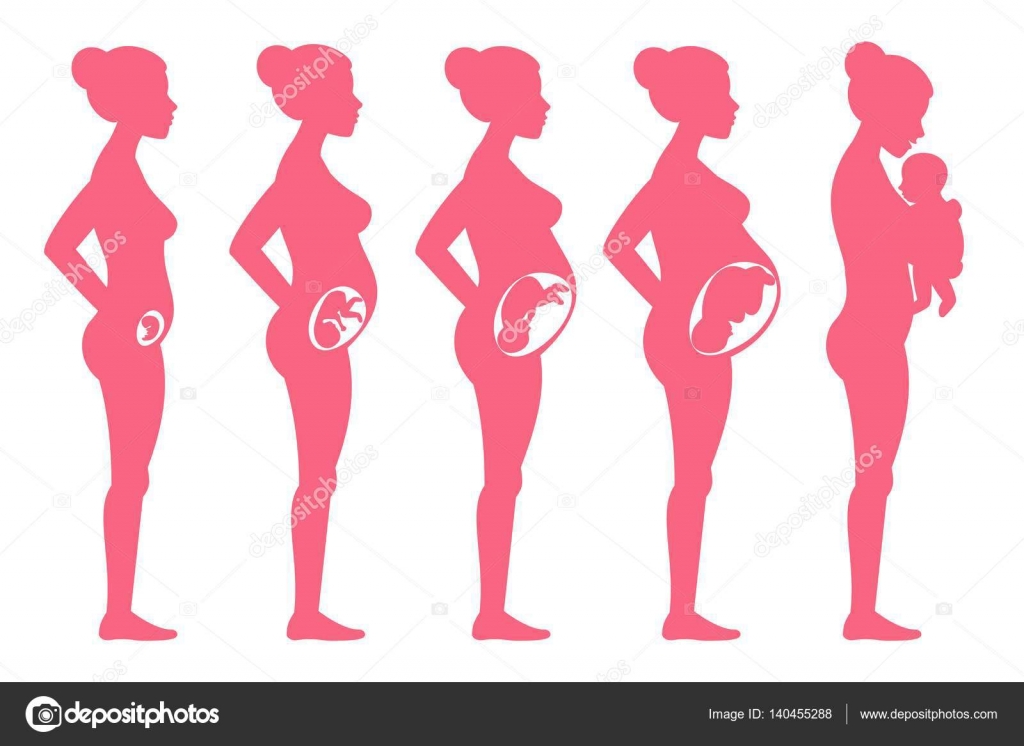 Foetus zwangerschap stadia. Vrouwelijke zwangere fasering en bevalling