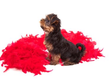 Komik yorkshire terrier arıyorum