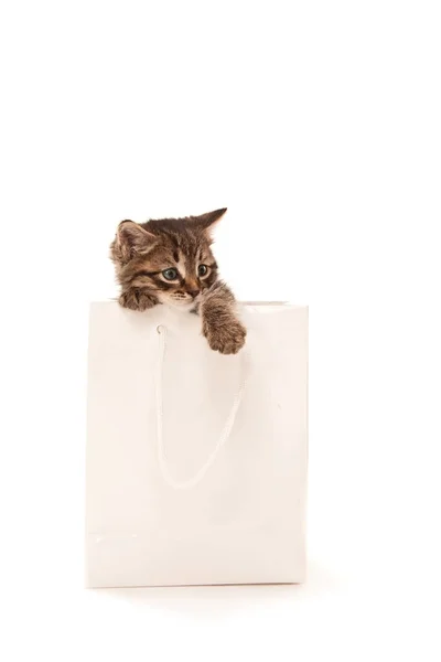 Kitten playing with white paper — Stock Photo, Image