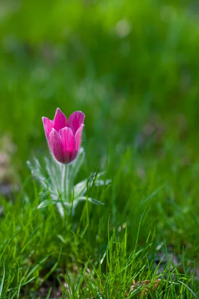 Imagem de queda de neve contra grama verde (foco em uma flor ) — Fotografia de Stock