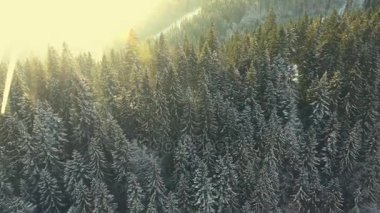 dağlarda kış orman üzerinde uçan