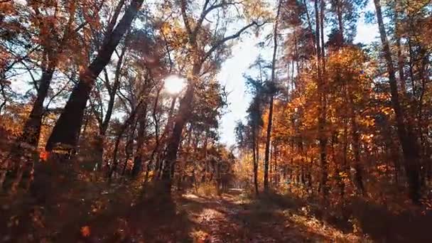 Létající koryto lesa. strom lesy. sluneční erupce. přírodní pozadí — Stock video