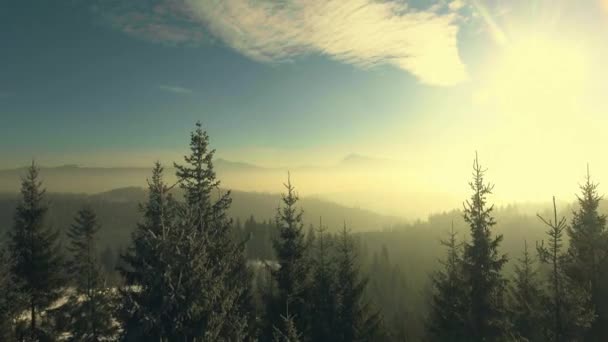 Flying over a winter forest in the mountains — Stock Video