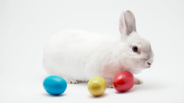 Conejo blanco con huevos de Pascua aislados. Curso de vacaciones de estudio — Vídeos de Stock