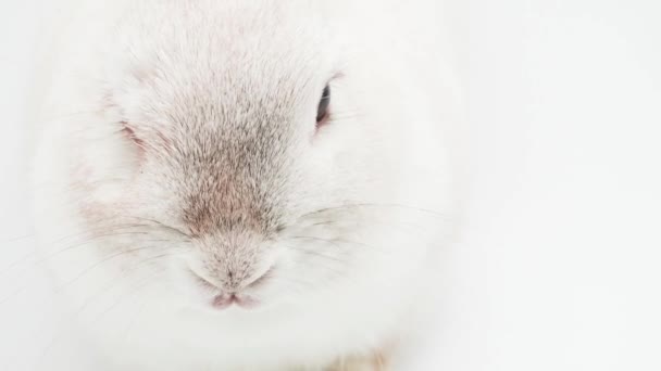 Conejo blanco con huevos de Pascua aislados. Curso de vacaciones de estudio — Vídeos de Stock