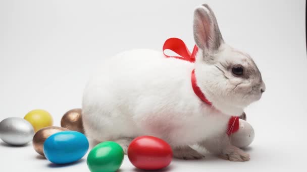 Conejo blanco con huevos de Pascua aislados. Curso de vacaciones de estudio — Vídeos de Stock