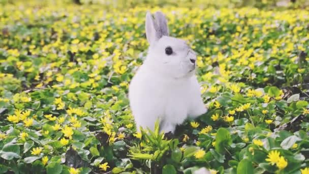 Belleza Conejito de Pascua en la floreciente pradera. Flores de primavera y hierba verde . — Vídeos de Stock