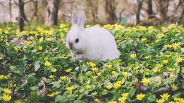 美しい小さなイースターバニーが咲く牧草地に。春の花と緑の草. — ストック動画
