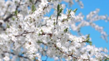 Nisan 'ın açık bir gününde çiçek açan kiraz