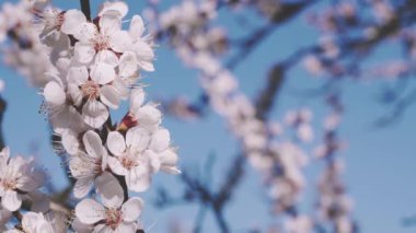 Nisan ayının açık bir gününde çiçek açan kayısı.
