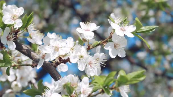 Flor de cereza en un día claro en abril — Vídeo de stock