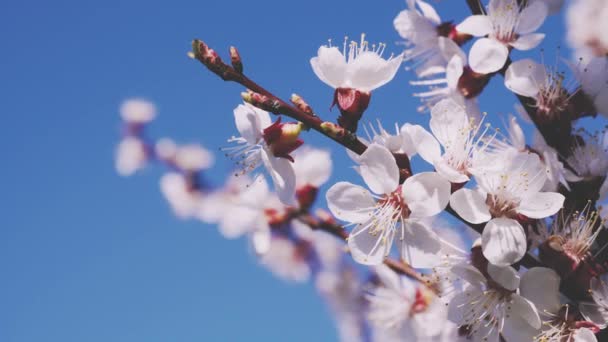 Aprikosenblüte an einem klaren Tag im April — Stockvideo