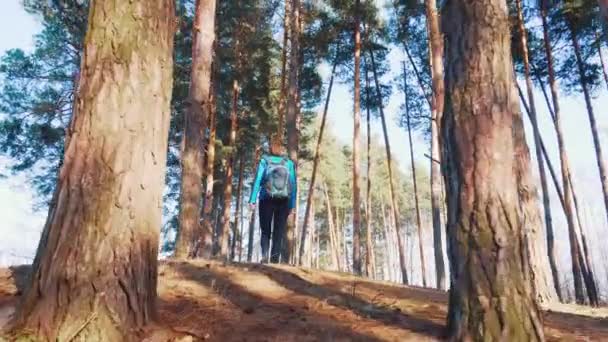 若い女性が春の松の木を歩いていて. — ストック動画