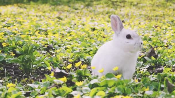 Piękny króliczek wielkanocny na kwitnącej łące. Wiosenne kwiaty i zielona trawa. — Wideo stockowe