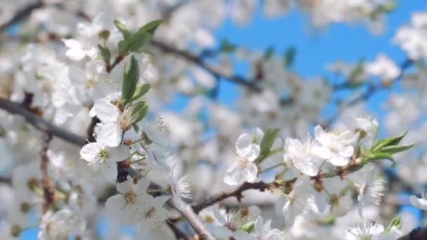 Blühende Kirsche an einem klaren Tag im April — Stockvideo