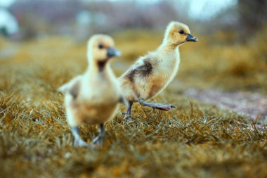 Çayırda dinlenen sevimli yavru kuşlar..