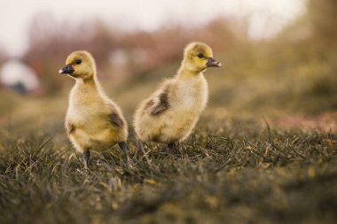 Çayırda dinlenen sevimli yavru kuşlar..