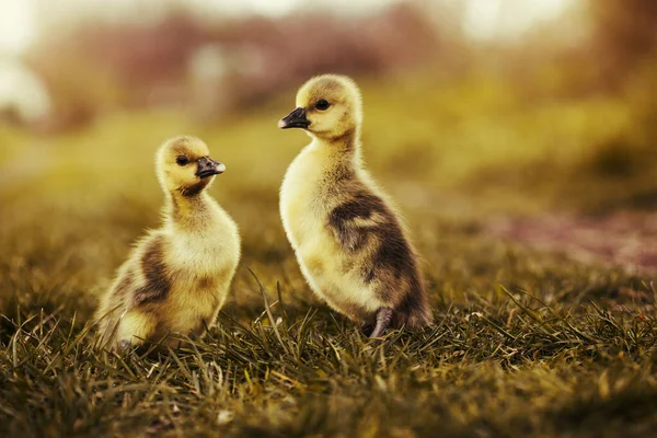 Bonitos gansos descansando em uma grama de prado. — Fotografia de Stock