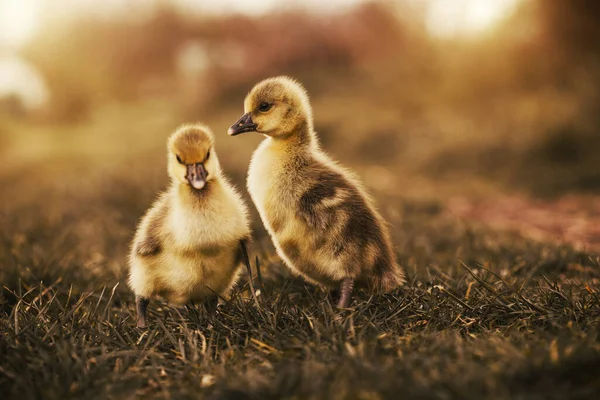 Bonitos gansos descansando em uma grama de prado. — Fotografia de Stock