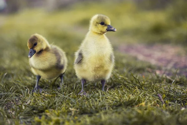 Słodkie goslings odpoczynku w trawie łąki. — Zdjęcie stockowe