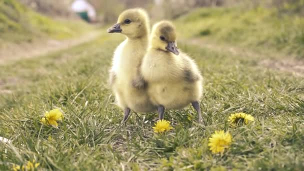 Lindos goslings descansando en una hierba del prado. — Vídeos de Stock