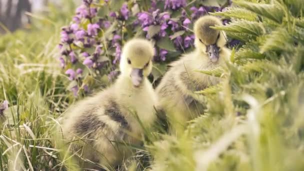 Lindos goslings descansando en una hierba del prado. — Vídeo de stock