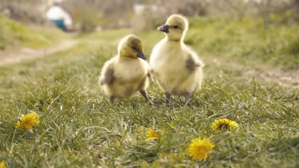 Lindos goslings descansando en una hierba del prado. — Vídeo de stock