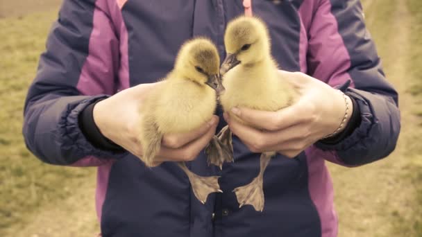 Gosling en las manos de las mujeres. La vida en el campo . — Vídeos de Stock