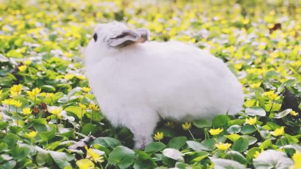 O coelhinho da Páscoa no prado florescente. Flores da primavera e grama verde . — Vídeo de Stock