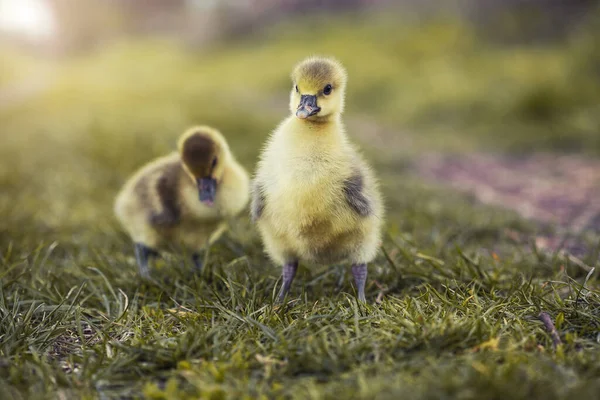 Słodkie goslings odpoczynku w trawie łąki. — Zdjęcie stockowe