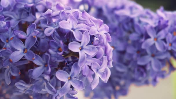 Rama con flores de primavera lila — Vídeos de Stock