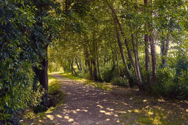 Smutsig stig på en skog på hösten — Stockfoto