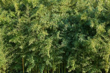 Yapraklarla dolu bambu tarlası