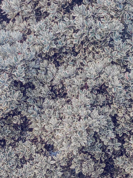 Зовнішня Текстура Рослини Яким Світлом — стокове фото