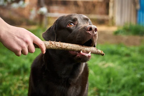 Dog labrador, brown labrador, dog on the street — Stock Photo, Image