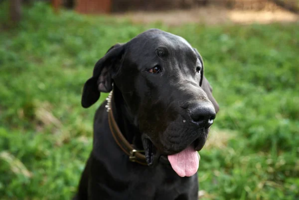 Een hond op een wandeling, een mooie hond buiten in het gras — Stockfoto