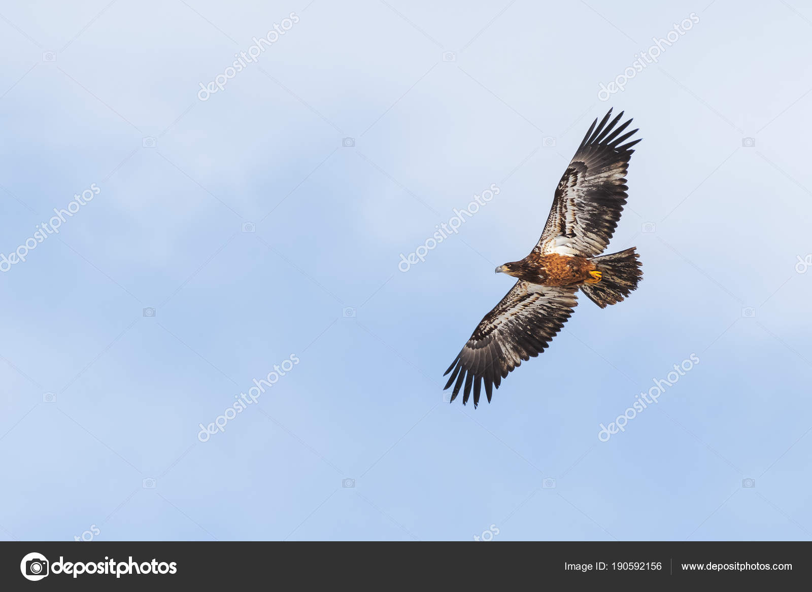 Buse Queue Rousse Vole Haut Dans Les Montagnes Rocheuses