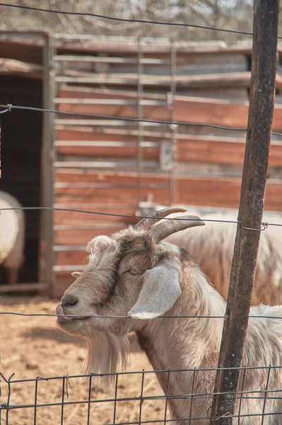 Goat Sticking Out His Tongue Orange Background Farm — Stock Photo, Image